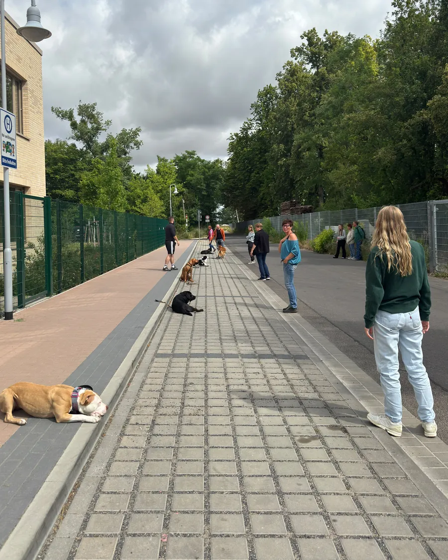 Gruppenstunde der Hundeschule mitten im Alltag: mehrere Hunde üben in Neuenhagen das ruhige Ablegen, ihre Halter warten mit Abstand