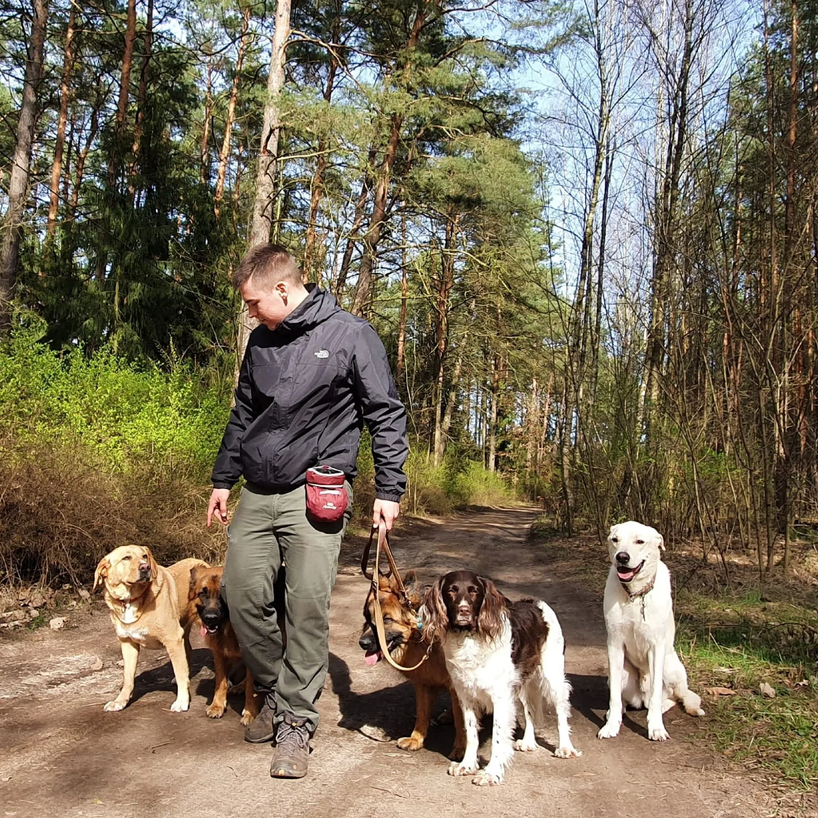 Geführter Gruppenspaziergang mit fünf Hunden im Wald