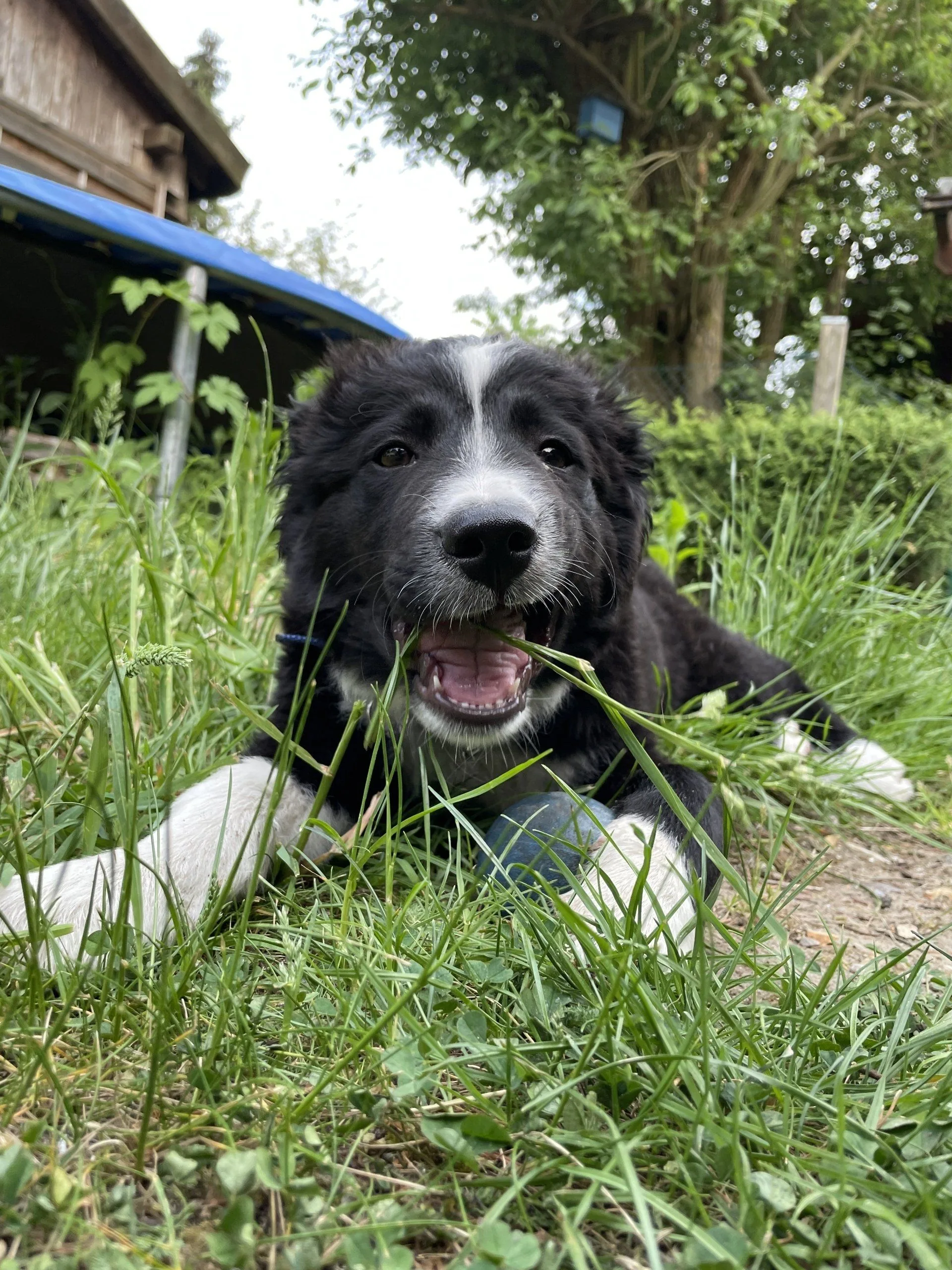 Border Collie Welpe liegt zufrieden im Gras und schaut in die Kamera