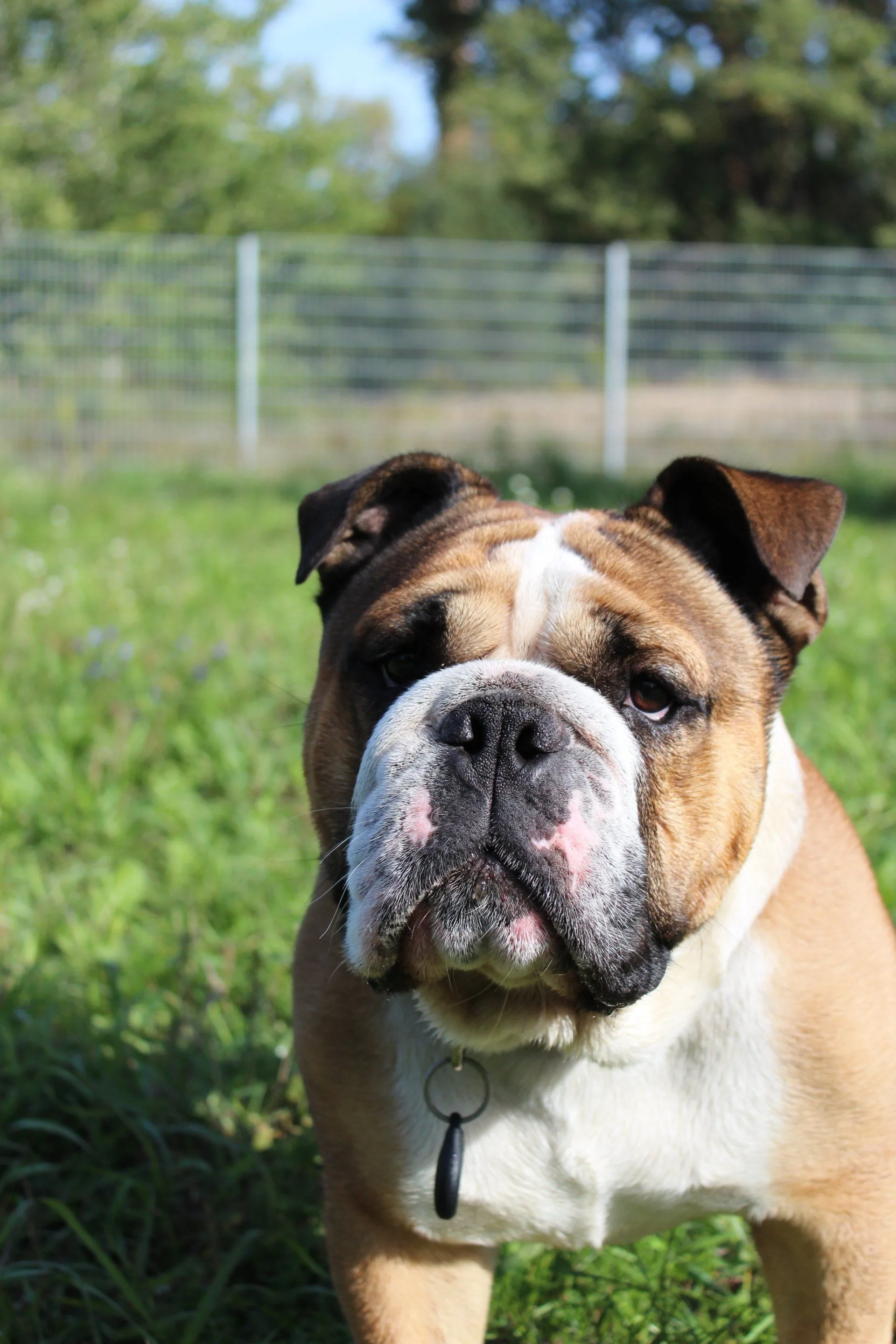 Porträt einer englischen Bulldogge auf einer grünen Wiese
