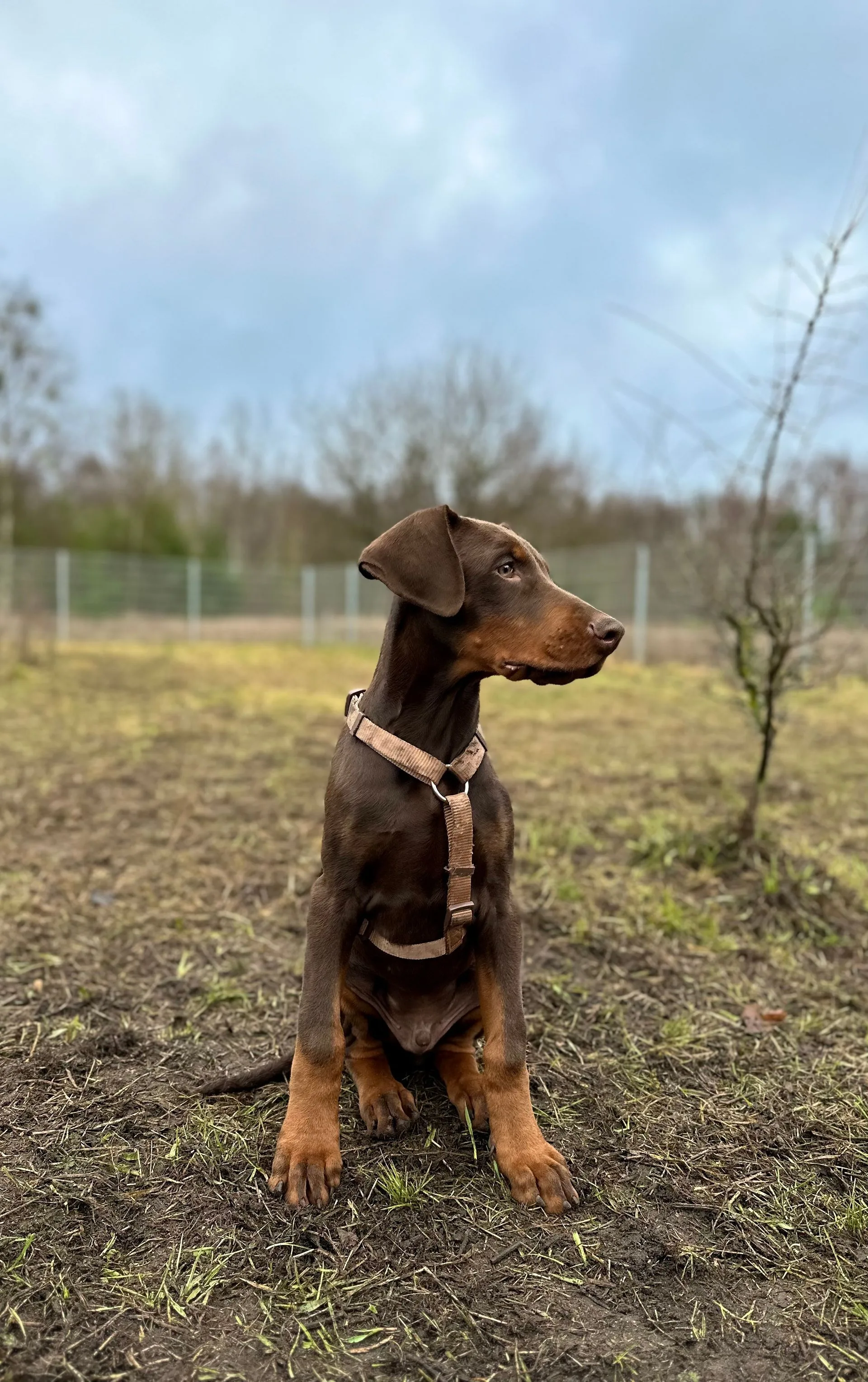 Dobermann-Welpe sitzt im Geschirr aufmerksam auf einem Feld