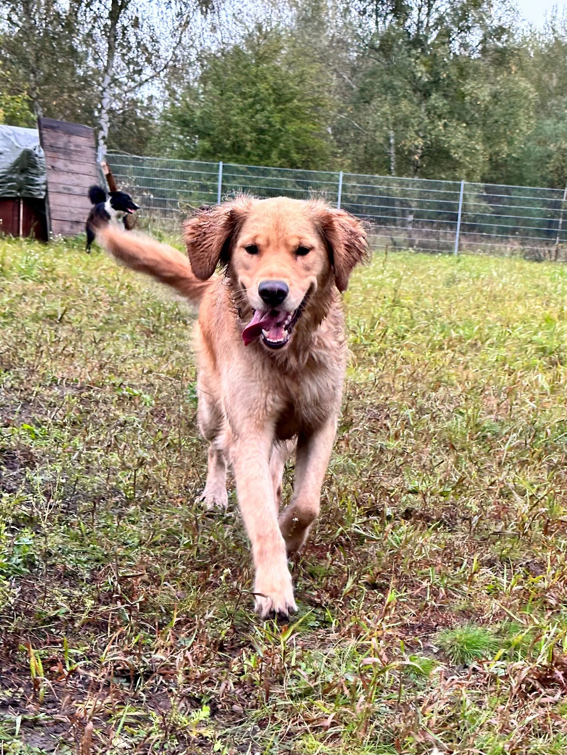 Golden Retriever rennt mit fröhlichem Gesichtsausdruck über eine Wiese auf die Kamera zu