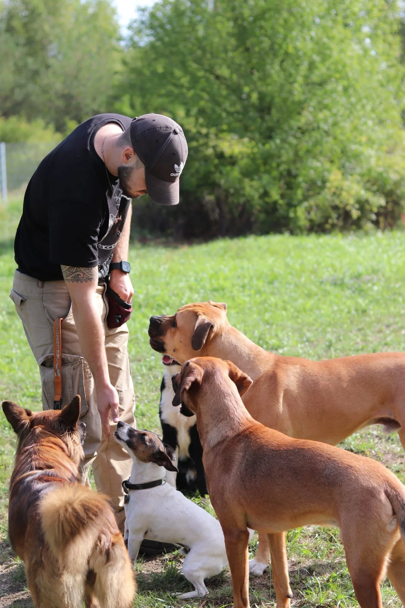 Leon Weisbecker trainiert mit einer Gruppe aufmerksamer Hunde auf einer Wiese