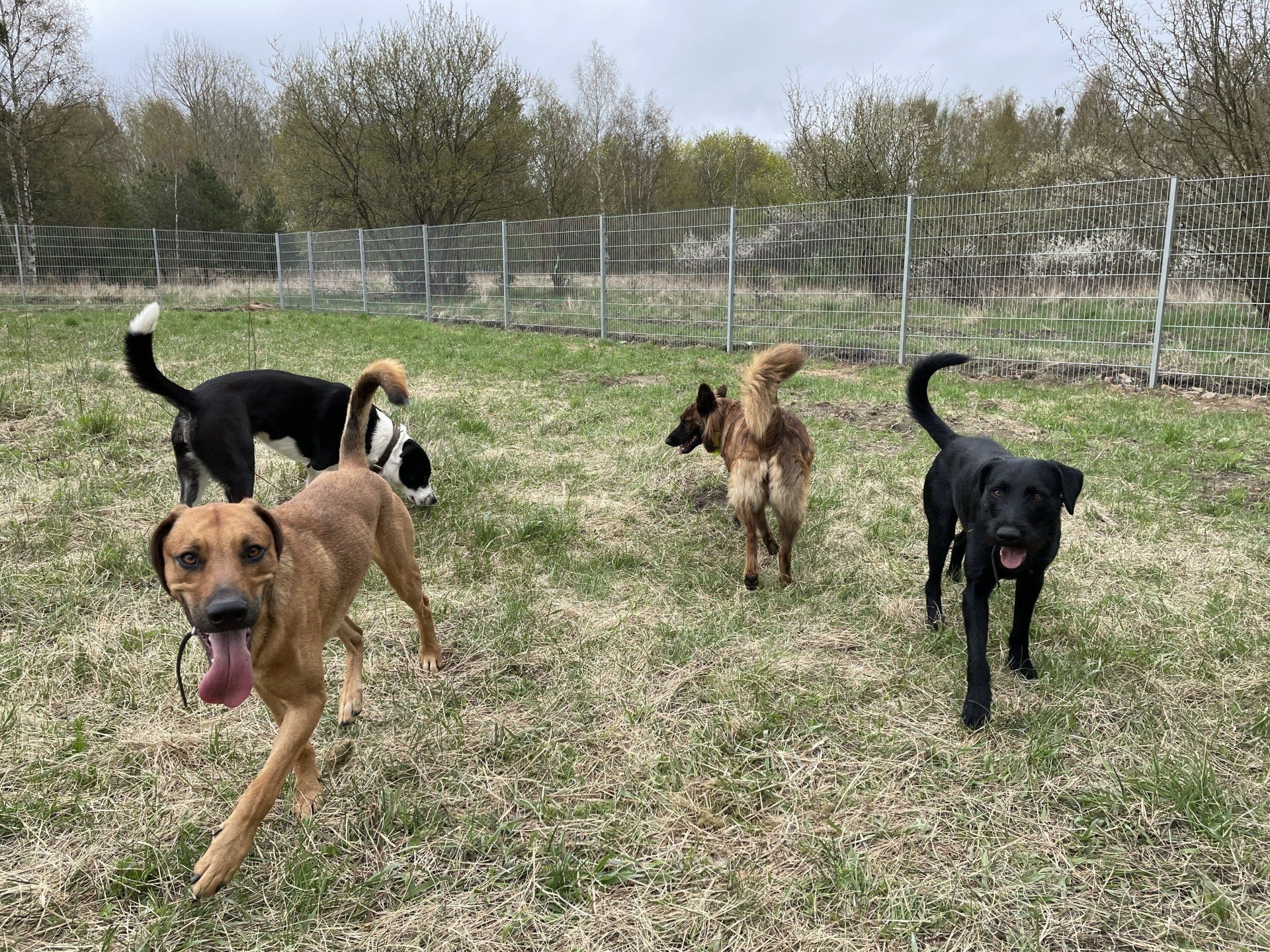 Fröhliche Hundegruppe beim Auslauf auf der Wiese