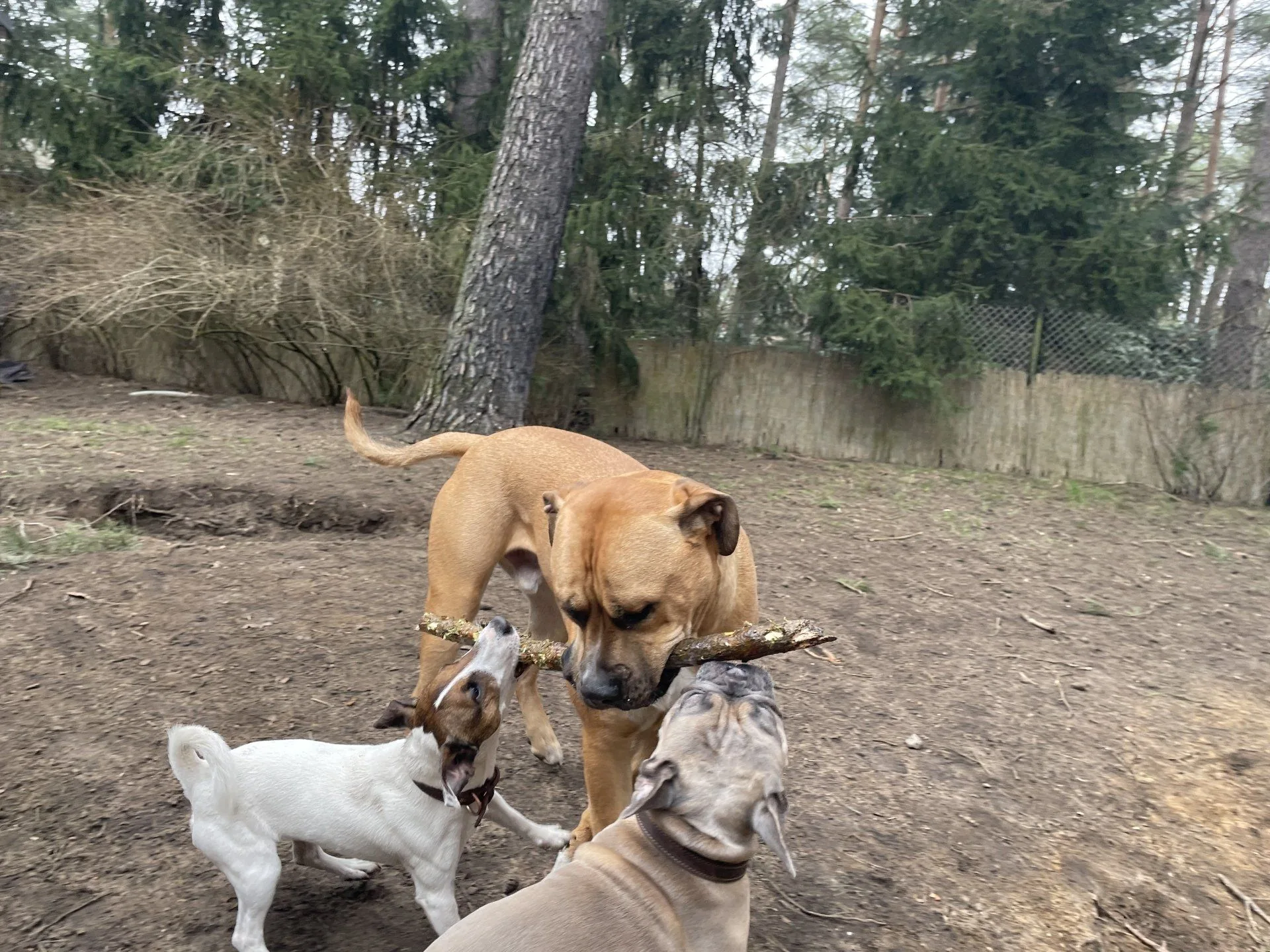 Mehrere Hunde untersuchen gemeinsam einen Stock im Wald