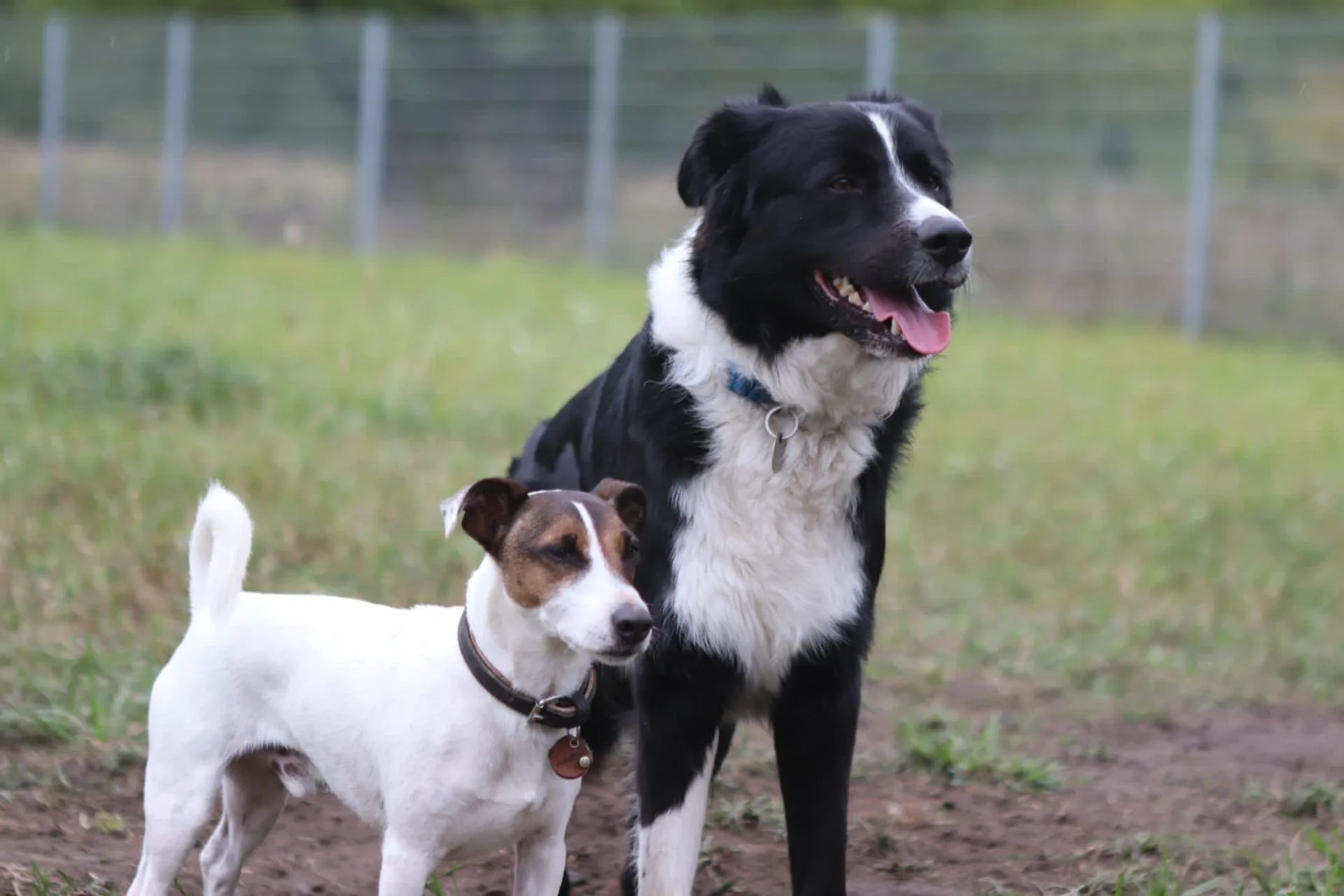 Border Collie und Jack Russell Terrier stehen nebeneinander beim Social Walk
