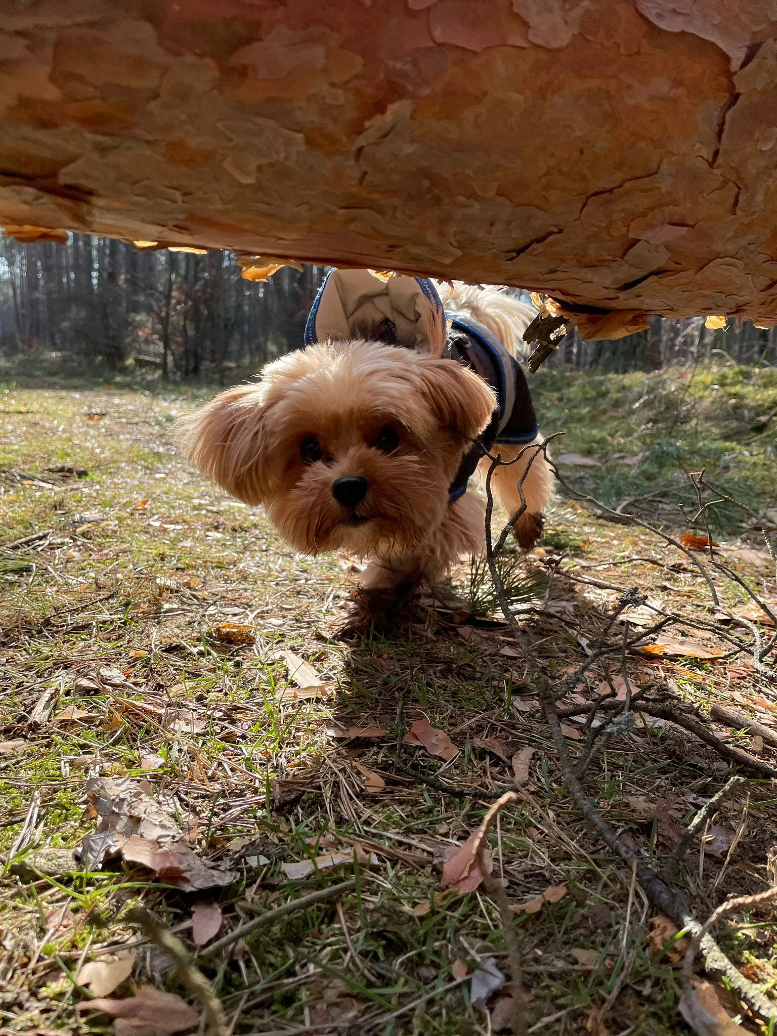Kleiner Yorkshire-Terrier-Welpe erkundet neugierig den Waldboden